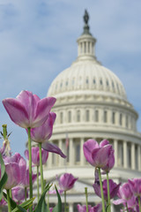 United States Capitol Building and tulips - Washington D.C. United States of America