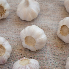 Raw Garlic Bulbs on cloth, low angle view. Close-up.