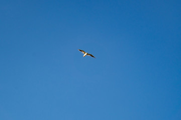 Seagull flies in blue cloudless summer sky