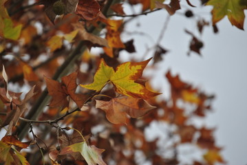 red autumn leaves