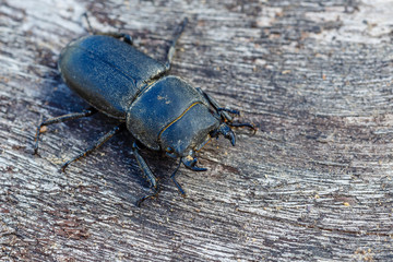 Male Lesser Stag Beetle. Dorcus parallelipipedus. Province of León, Spain.