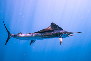 Sailfish Blue Water
