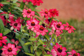 Flowerbed with bright pink flower