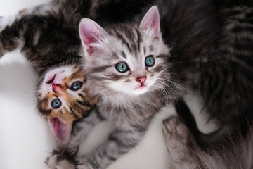 adorable kittens play in white background