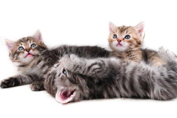 adorable kittens play in white background