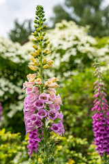 Obraz premium Details of the flower stems of a common foxglove or Digitalis purpurea, frequently visited by bees and bumblebees, in a beautiful garden near the village of Harkstede in Groningen..
