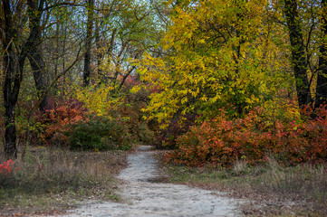 Naklejka premium Wonderful Don autumn in a coastal grove.