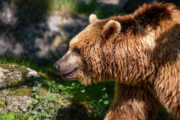 brown bear walking