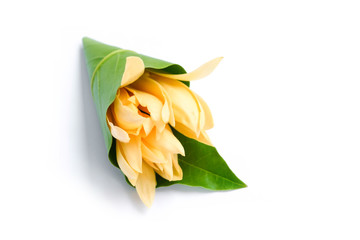 Naklejka premium White Champaka Flowers in conical green leaf on white background.