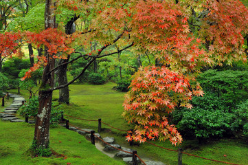 Plakat Gorgeous maple tree with red leaves near small stone pathwalk among lush green moss in beautiful park, Kyoto, Japan