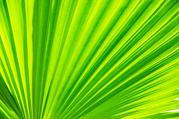 Obraz premium tropical palm Green leaves background