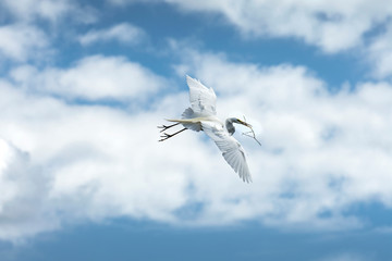 Sea Bird