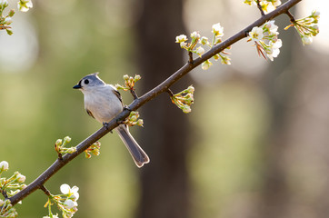 Titmouse