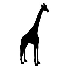 Giraffe (Giraffa camelopardalis) Silhouette Found In Map Of  Africa