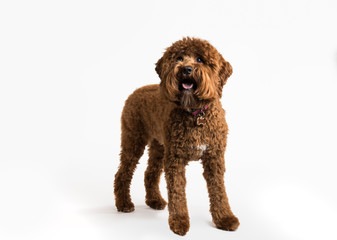 Golden Doodle Wrigely