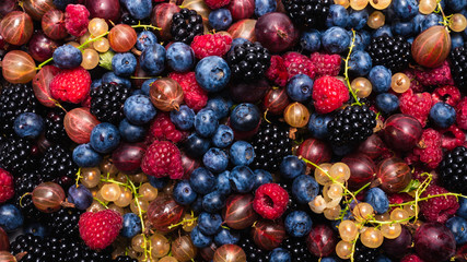 Gooseberries, blueberries, mulberry, raspberries, white and red currants.