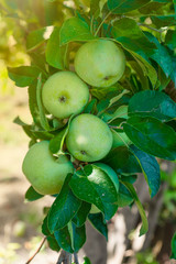 Ripe green apples on a branch ready to harvest in the sun.