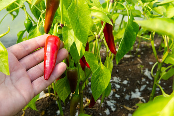 ripe red hot pepper growing on a bush in a greenhouse. the gardener examines the quality of the red...