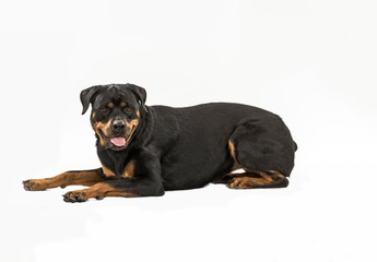 Fototapeta premium female rottweiler