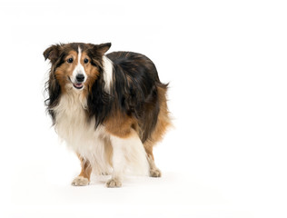 Shetland Sheepdog