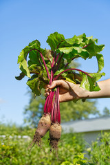 fresh organic beet harvest in woman hands assign blue sky Farmer holding extracted sugar beet root crop in field.