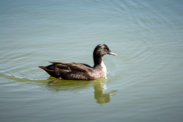 Mallard Duck on Lake