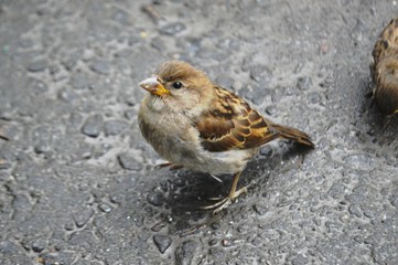 sparrow on the ground