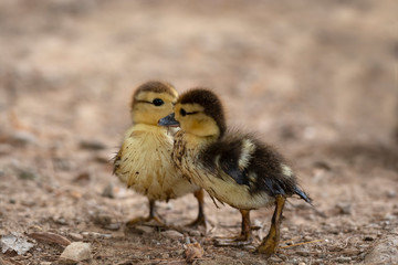 Little Yellow Ducks