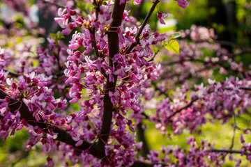 Tree branch with beautiful pink flowers on the trunk