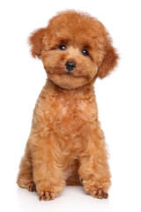 Toy Poodle puppy on white background