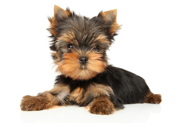 Yorkshire Terrier puppy
