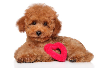 Poodle puppy lying with a red heart figure