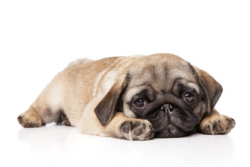 Sad Pug puppy resting on a white background