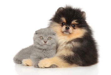 Obraz premium Kitten and puppy together posing lying