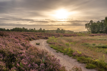 Sunrise over the heath