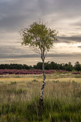 Sunrise over the heath
