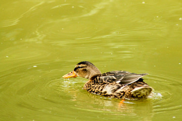 Eine wilde Ente auf einem Teich