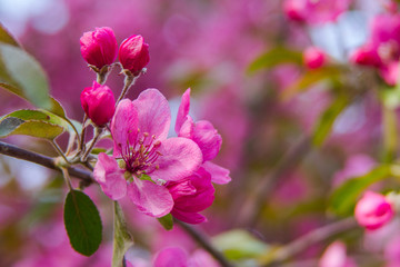 Pink flowers on an apple tree in spring 