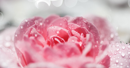 Pink rose flowers and white petals with drops and blur light background. Aromatherapy and spa concept