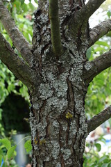 Tree trunk with wood, wood fungi and mold
