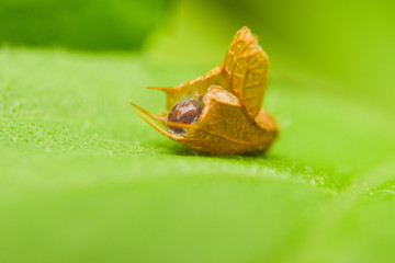 Pupa on leaf