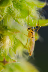 Fresh water gnat on flowers