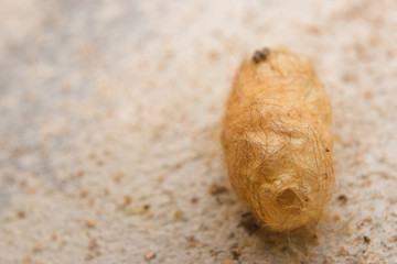 Closeup Cocoon 