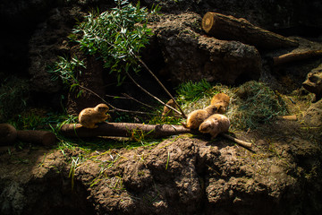 A group of Groundhogs (Punxsutawney Phil) in a sunny light.