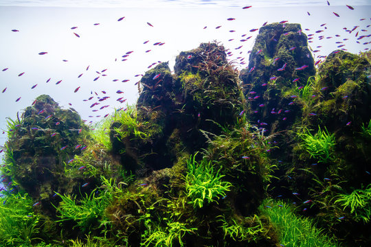 Close up landscape image of nature aquarium tank with a variety of aquatic plants and neon fish