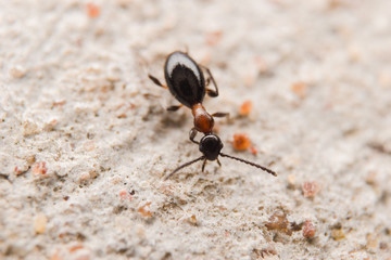 Closeup black ant