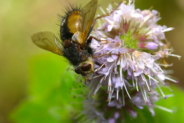 Tachinid fly on flower in macro