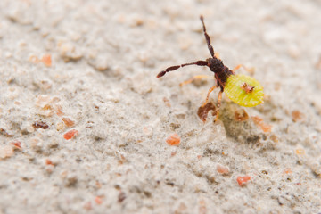 A small insect  on the ground