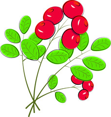 Lingonberry branch