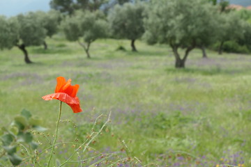 field of poppies